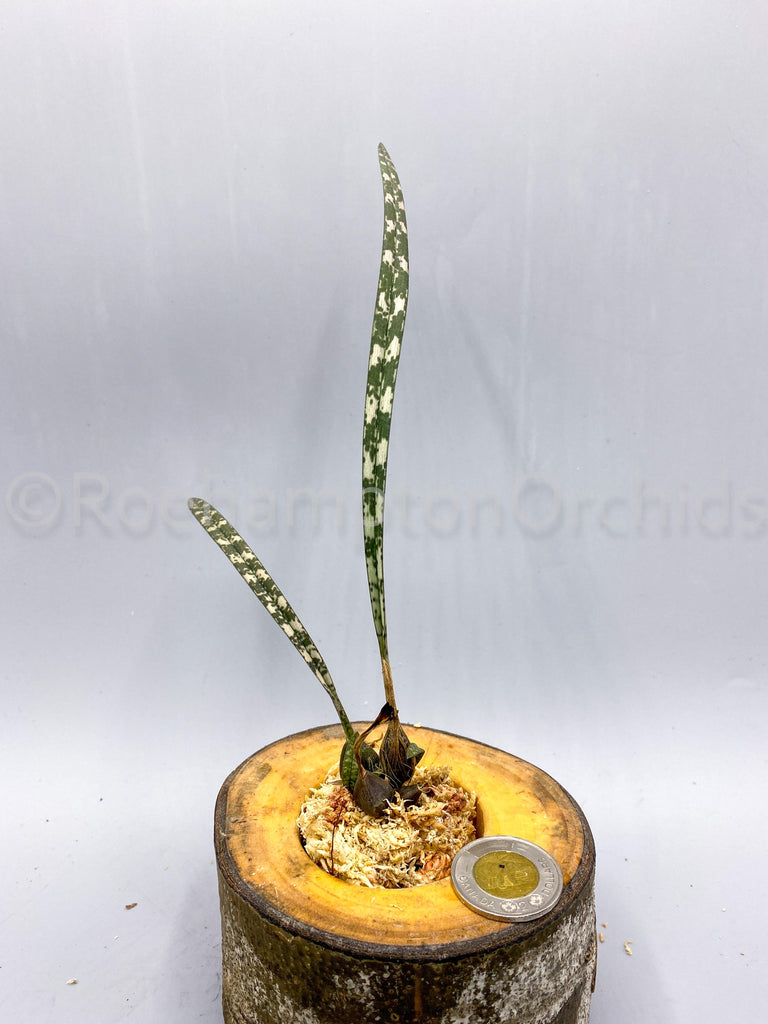 Oeceoclades perrieri - Roehampton Orchids