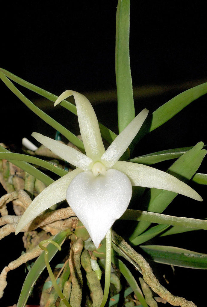 Angraecum elephantinum - Roehampton Orchids