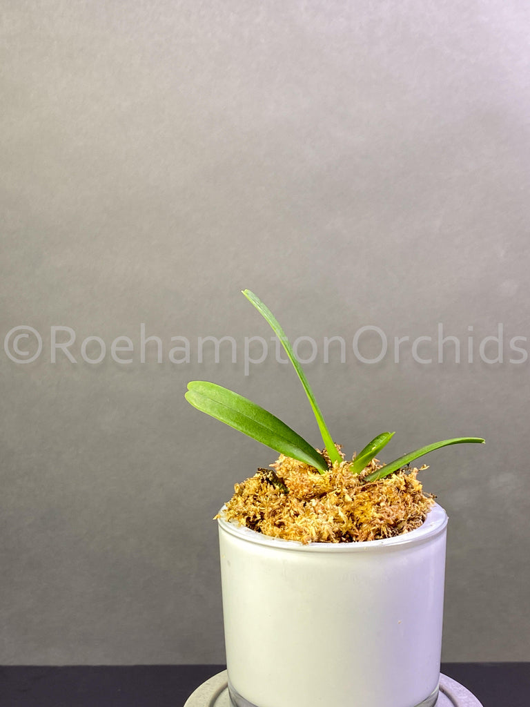 Angraecum elephantinum - Roehampton Orchids, rare hard to find unique , cattleya, phalaenopsis, jewels, terrarium, vivarium plants