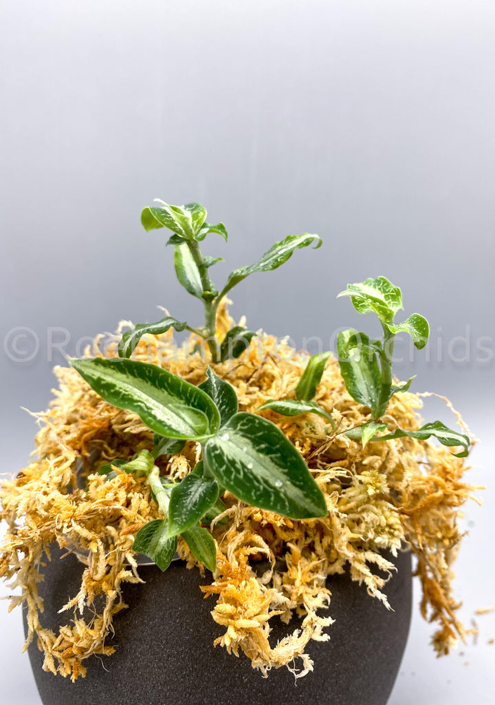 Aspidogyne argentea - Roehampton Orchids