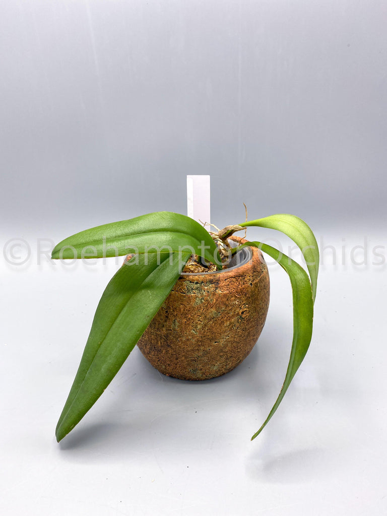 Bulbo. mastersianum - Roehampton Orchids