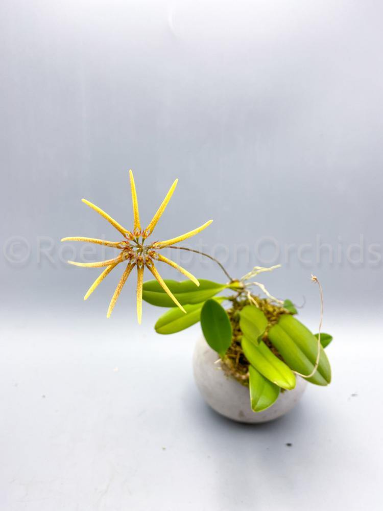Bulbo. makoyanum - Roehampton Orchids