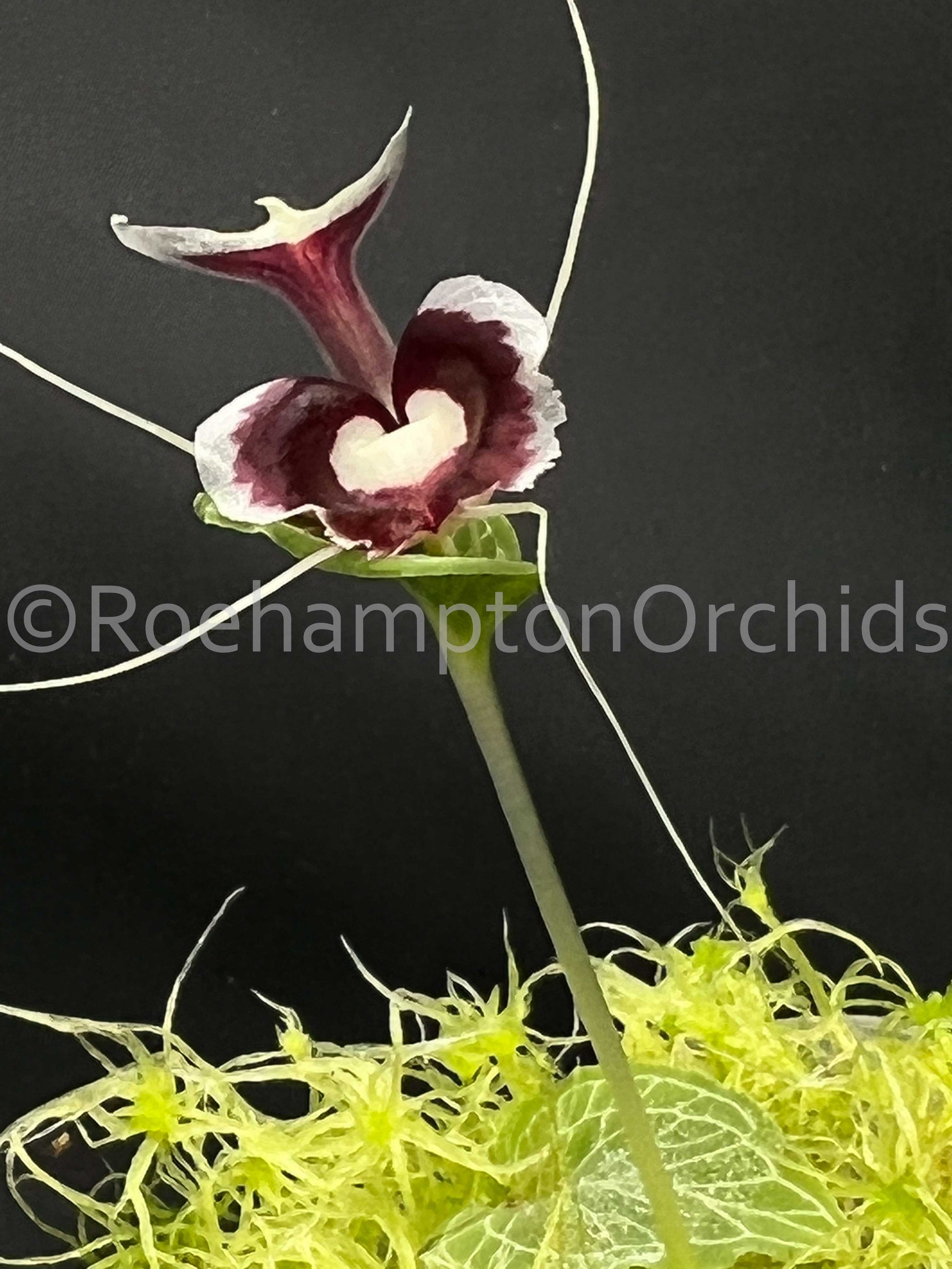 Corybas pictus – Roehampton Orchids
