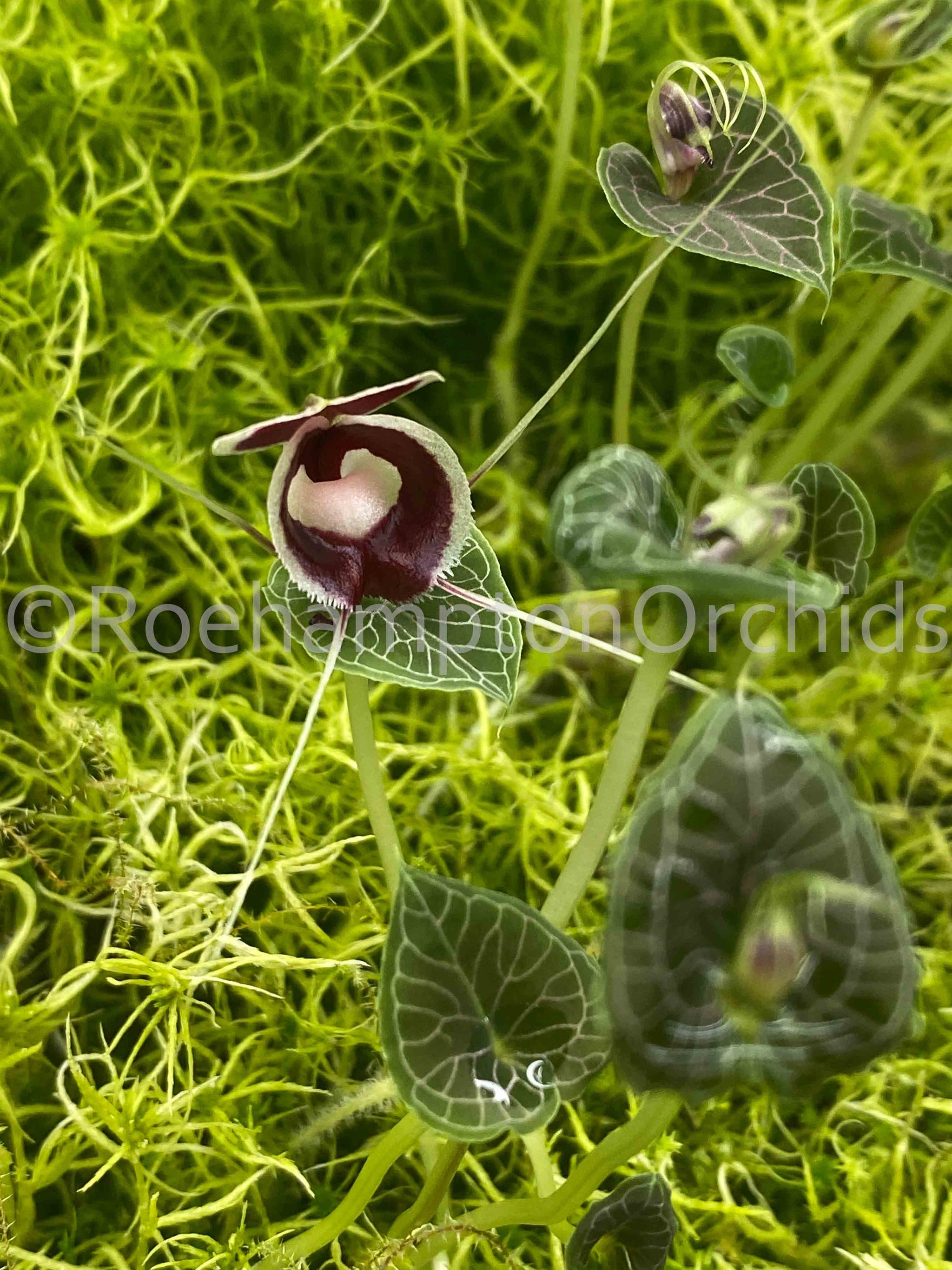 Corybas pictus – Roehampton Orchids