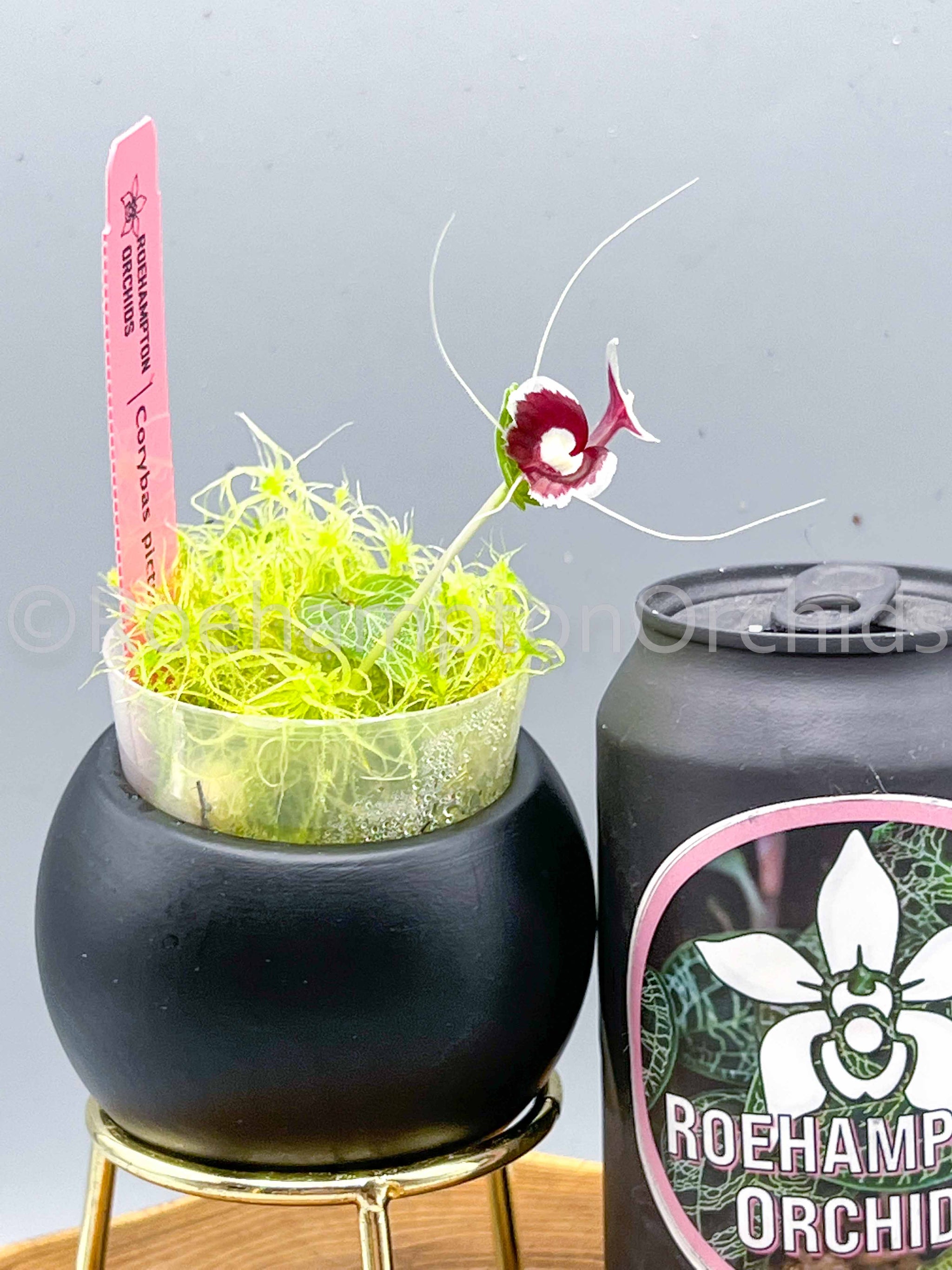 Corybas pictus – Roehampton Orchids