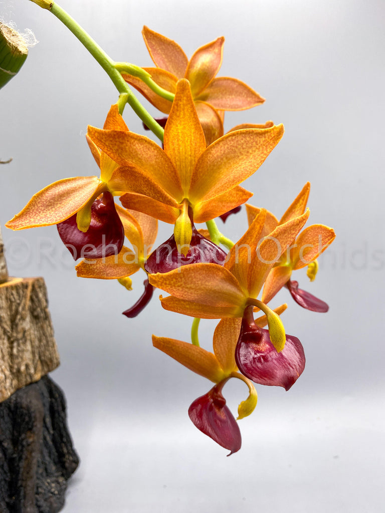Cycd. Taiwan Gold Orange - Roehampton Orchids