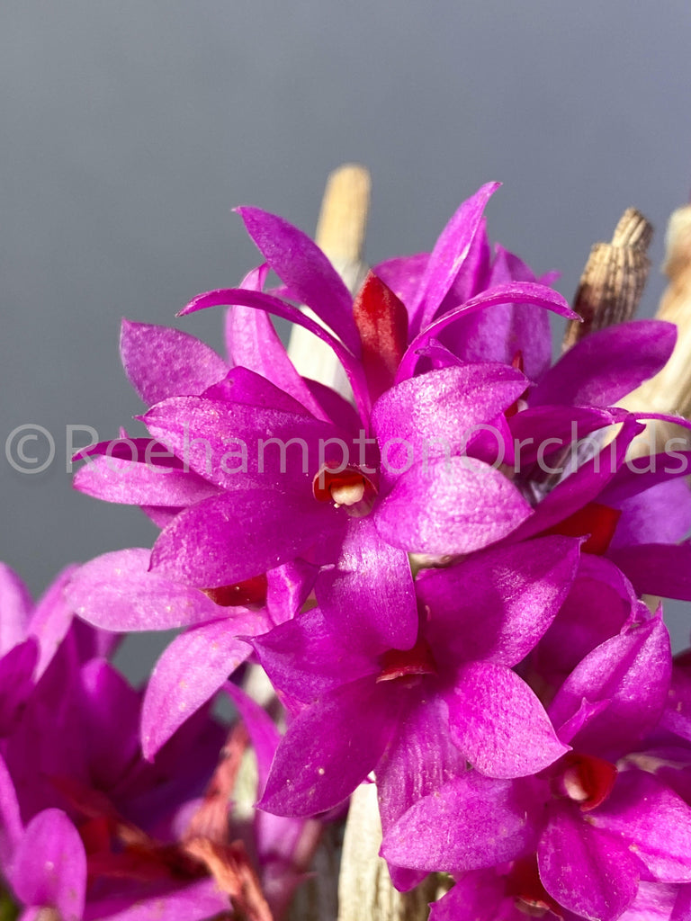 Den. Hibiki x bracteosum - Roehampton Orchids, rare hard to find unique , cattleya, phalaenopsis, jewels, terrarium, vivarium plants