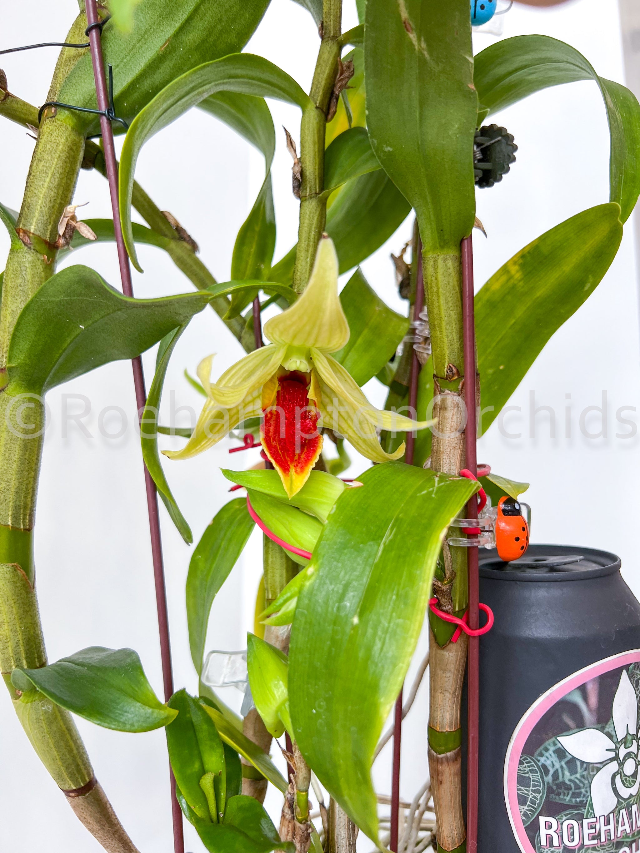 Den. Jiaho Delight – Roehampton Orchids