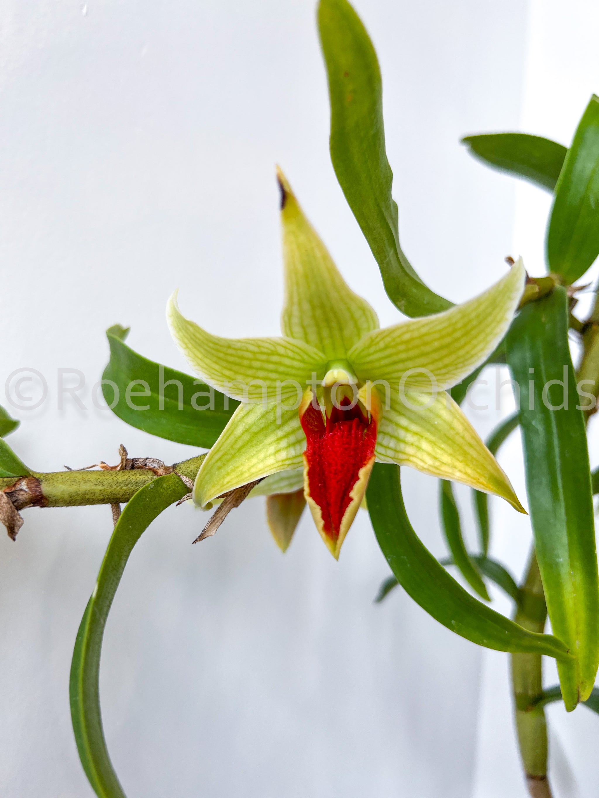 Den.JiahoDelight-6_2048x.jpg?v