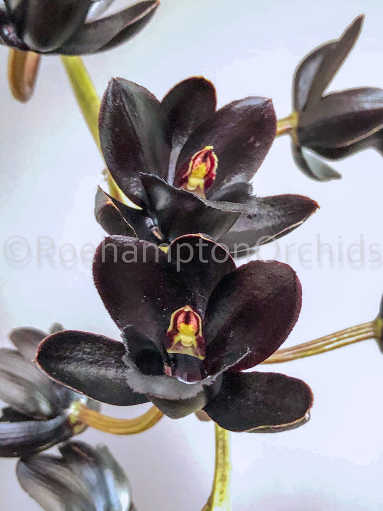 Fredclarkeara After Dark 'SVO Black Pearl' FCC/AOS - Roehampton Orchids