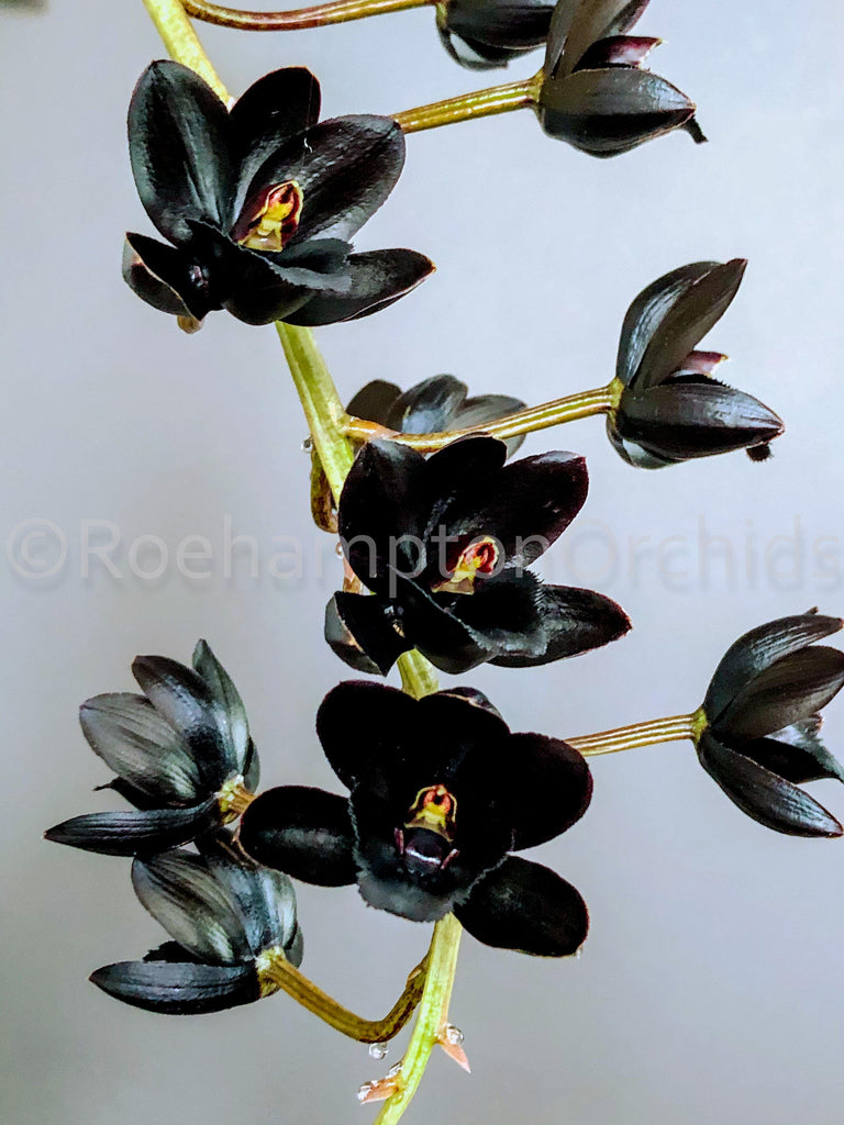 Fredclarkeara After Dark 'SVO Black Pearl' FCC/AOS - Roehampton Orchids
