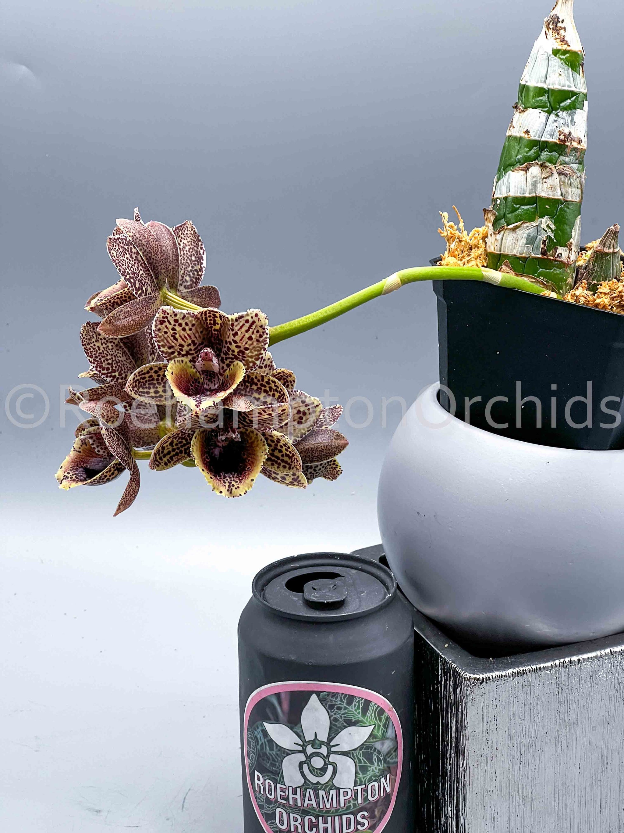FDK. After Dark 'Bakers Black Hole' AM/AOS – Roehampton Orchids