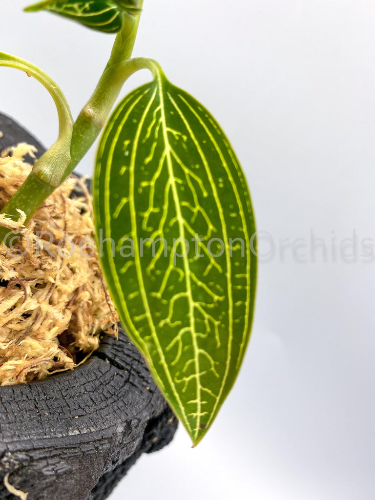 L. discolor var. alba - Roehampton Orchids