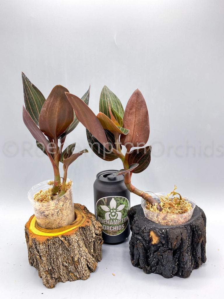 Ludisia discolor - Roehampton Orchids