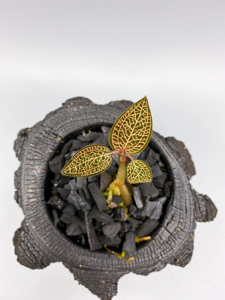Ludisia 'Dragon Fire' - Roehampton Orchids