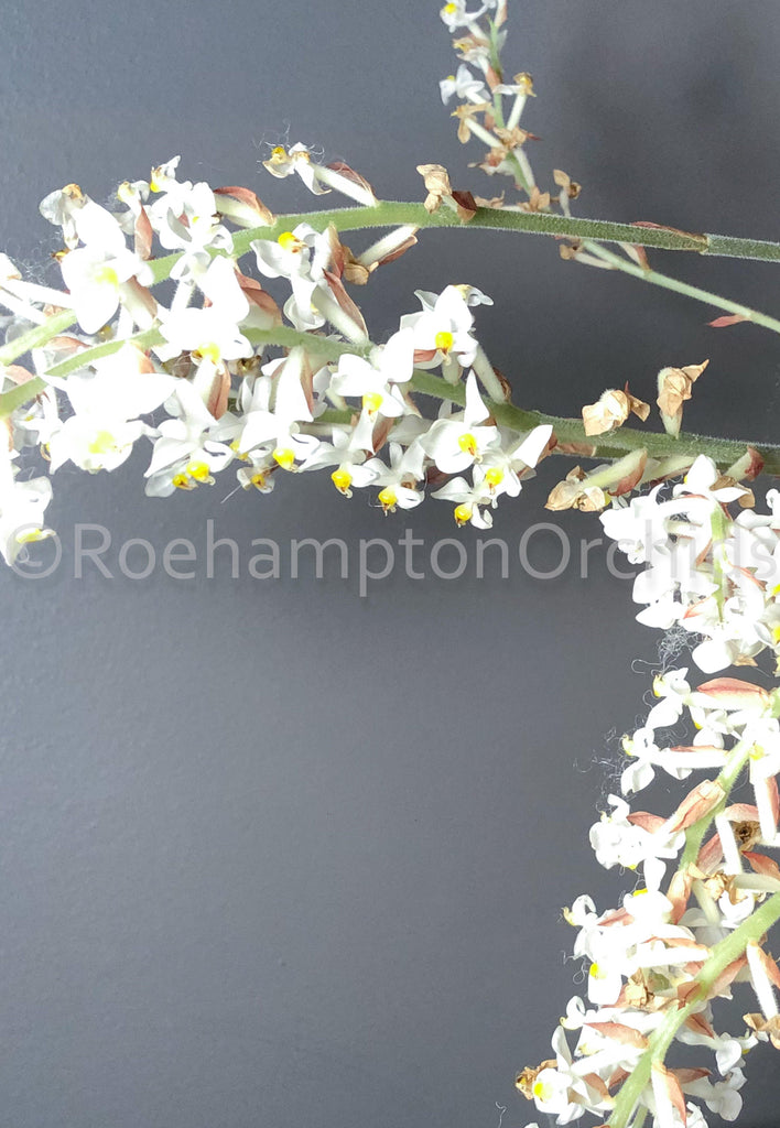 Ludisia discolor - Roehampton Orchids, rare hard to find unique , cattleya, phalaenopsis, jewels, terrarium, vivarium plants