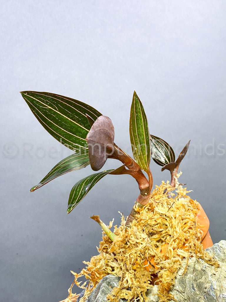 Ludisia discolor - Roehampton Orchids, rare hard to find unique , cattleya, phalaenopsis, jewels, terrarium, vivarium plants