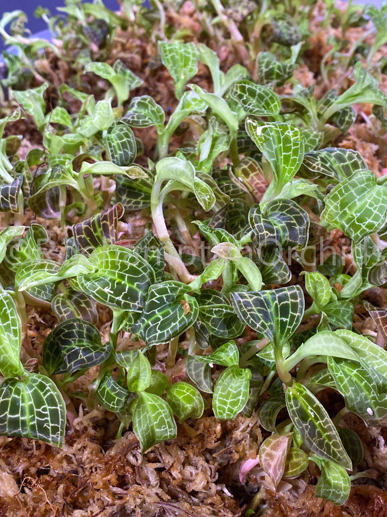 Macodes sanderiana - Roehampton Orchids, rare hard to find unique Orchids, cattleya, phalaenopsis, jewels, terrarium, vivarium plants