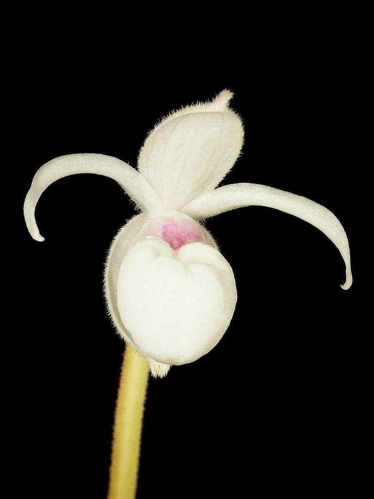 Mexipedium (Phrag.) xerophyticum - Roehampton Orchids