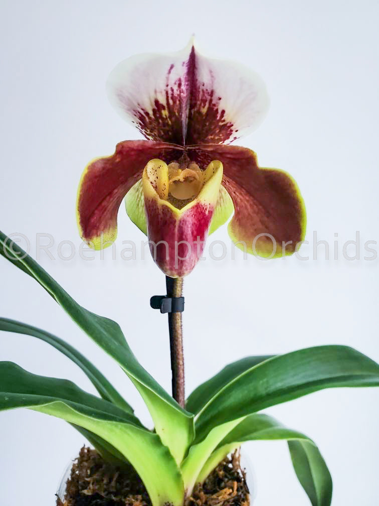 Paph. Complex Hybrid - Spotted/Red (Bulldog Slippers) – Roehampton Orchids