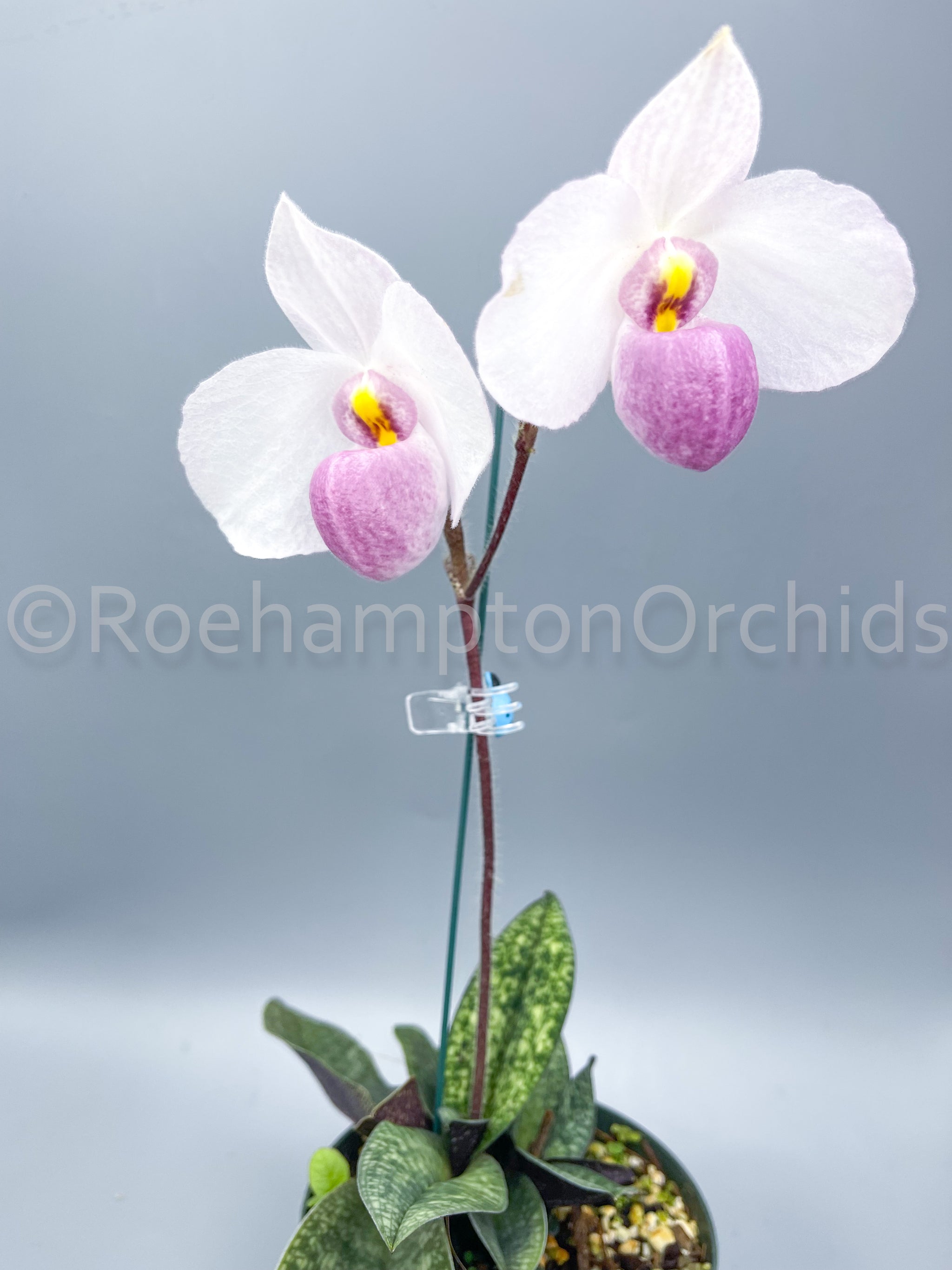 洋蘭 パフィオ Paph Paphiopedilum delenatii 'Bon Ami' AM/AOS - 鉢植え