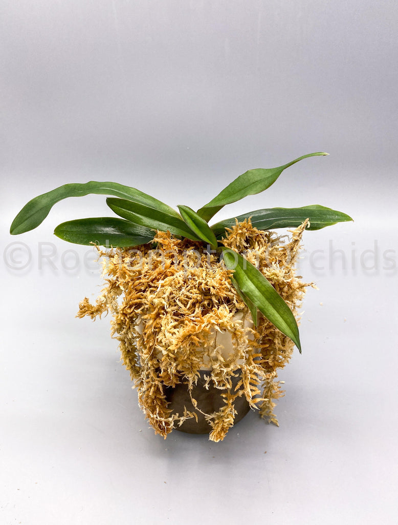 Paph. spicerianum x sib ('Thunder Bird' x 'Fat Boy') - Roehampton Orchids
