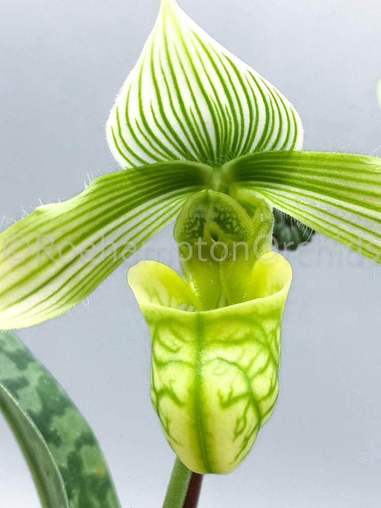 Paph venustum v. alba - Roehampton Orchids