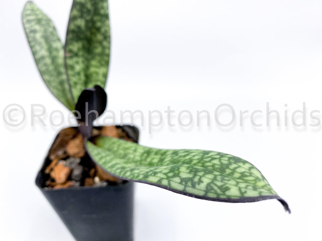 Paph. delenatii fma vini (dunkle) - Roehampton Orchids