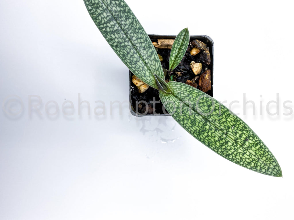 Paph. micranthum var eburneum - Roehampton Orchids