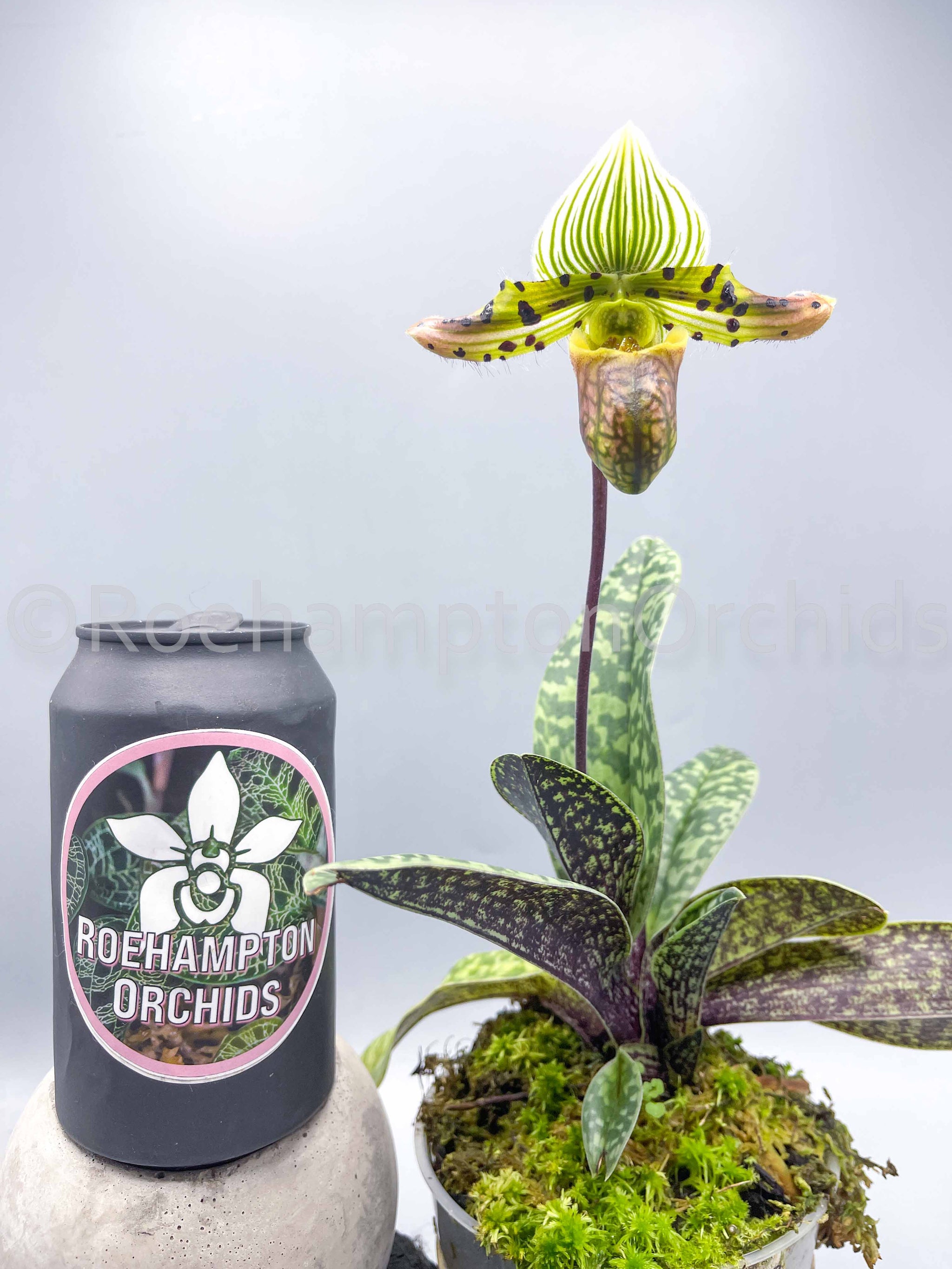 Paph venustum - Yahoo!オークション Orchids – Roehampton 原種 ( 初