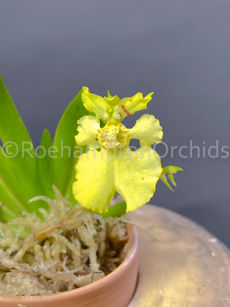Psyg. pusilla - Roehampton Orchids, rare hard to find unique , cattleya, phalaenopsis, jewels, terrarium, vivarium plants