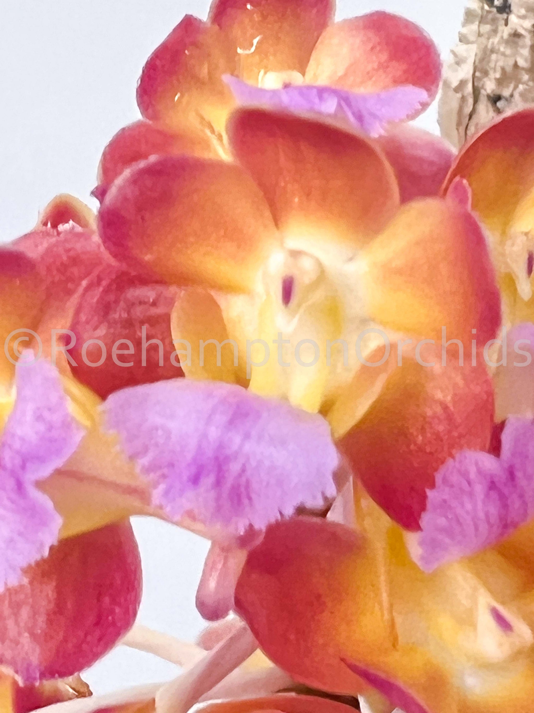 Prra. Bangkok Sunset – Roehampton Orchids