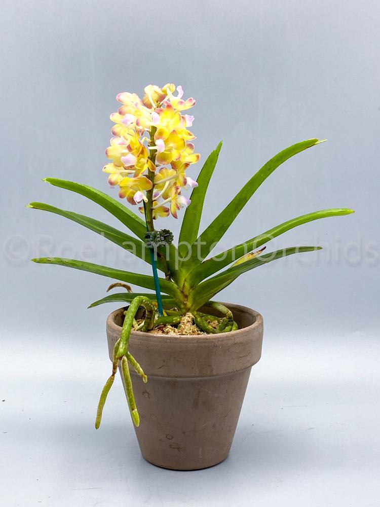 Rhynchorides Bangkok Sunset - Roehampton Orchids