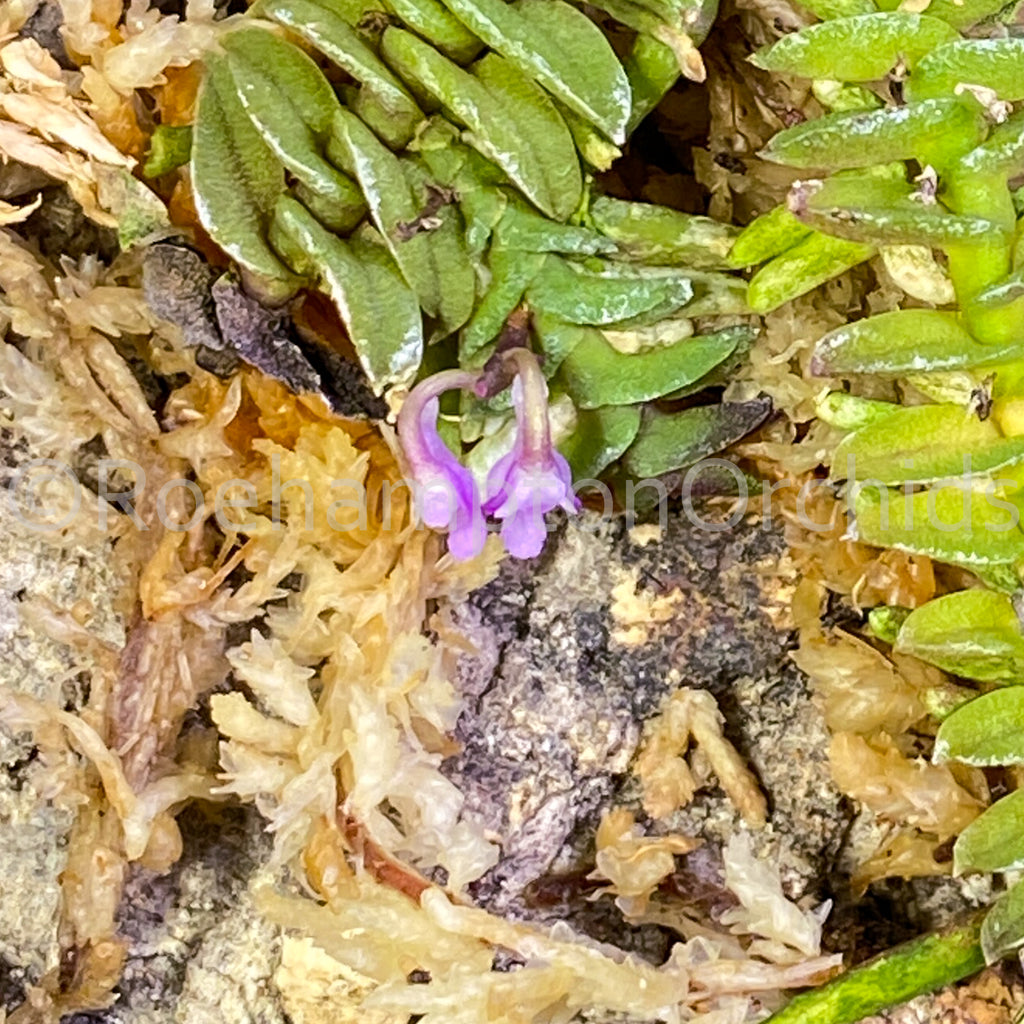 Schoenorchis scolopendria - Roehampton Orchids, rare hard to find unique , cattleya, phalaenopsis, jewels, terrarium, vivarium plants