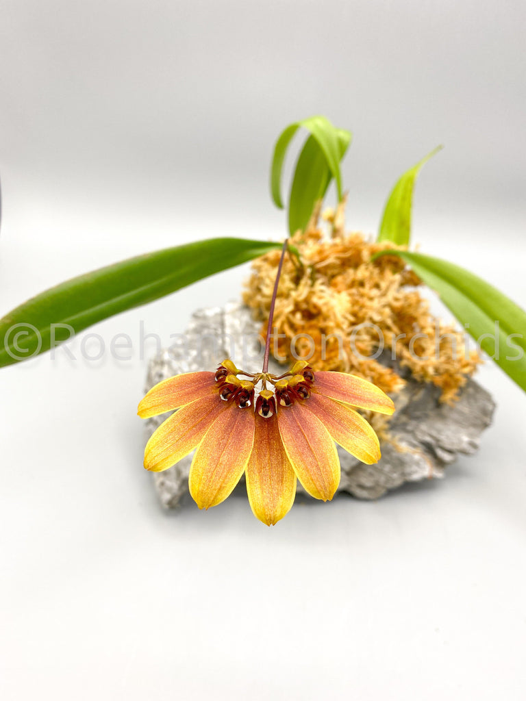 Bulbo. mastersianum - Roehampton Orchids