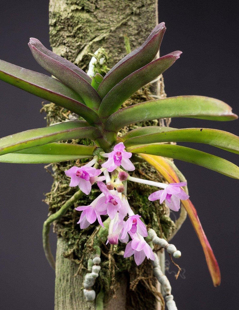 Ascocentrum nana - Roehampton Orchids