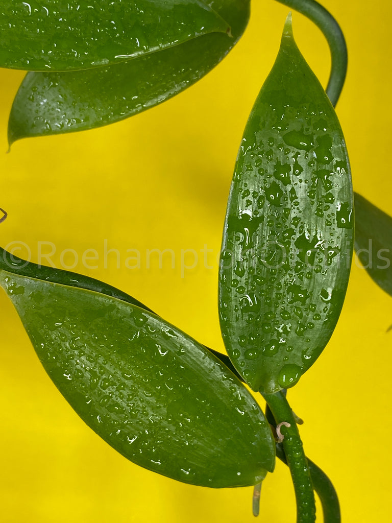 Vanilla planifolia - Roehampton Orchids, rare hard to find unique , cattleya, phalaenopsis, jewels, terrarium, vivarium plants