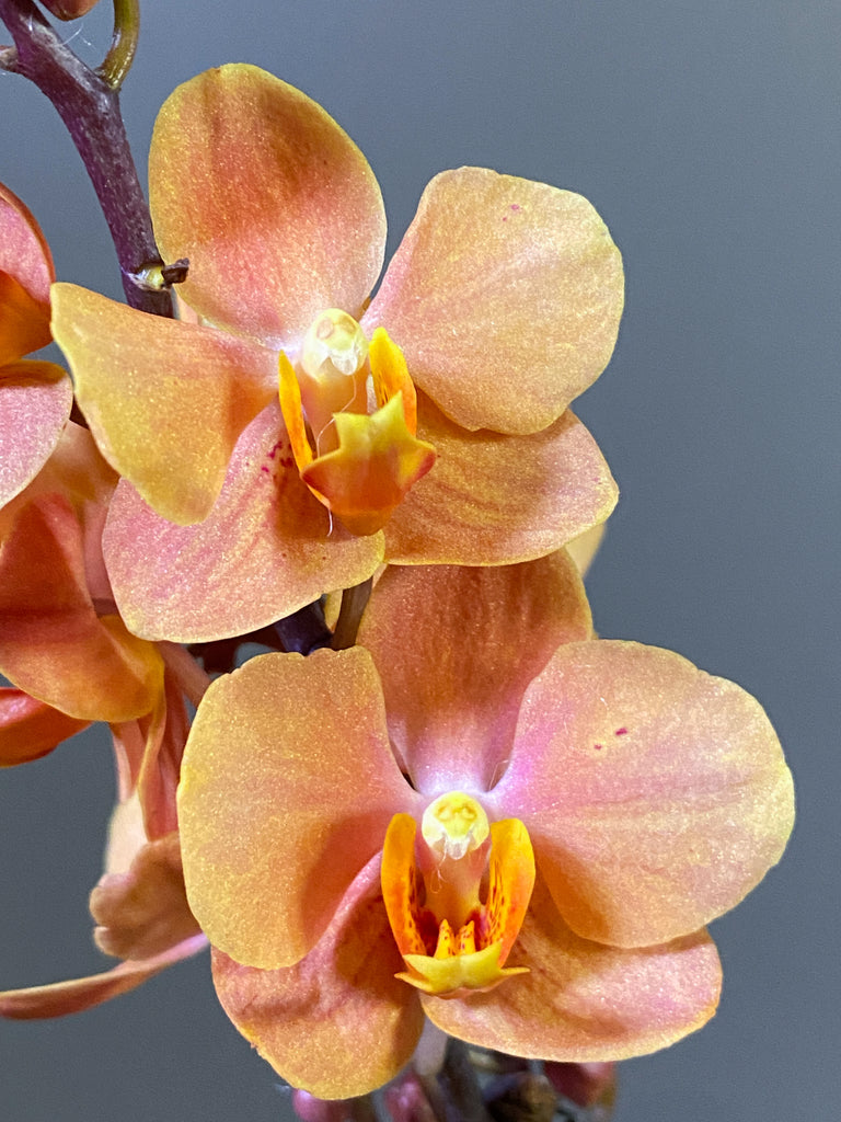 Vndps. Irene Dobkins - Roehampton Orchids, rare hard to find unique , cattleya, phalaenopsis, jewels, terrarium, vivarium plants