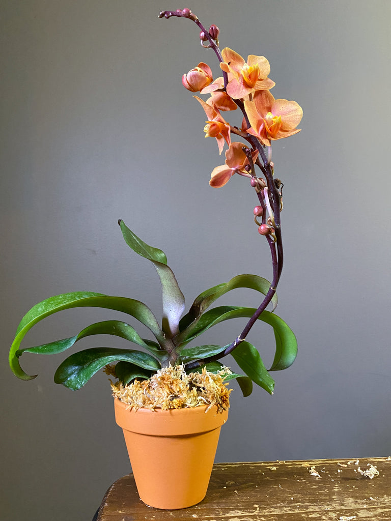 Vndps. Irene Dobkins - Roehampton Orchids, rare hard to find unique , cattleya, phalaenopsis, jewels, terrarium, vivarium plants