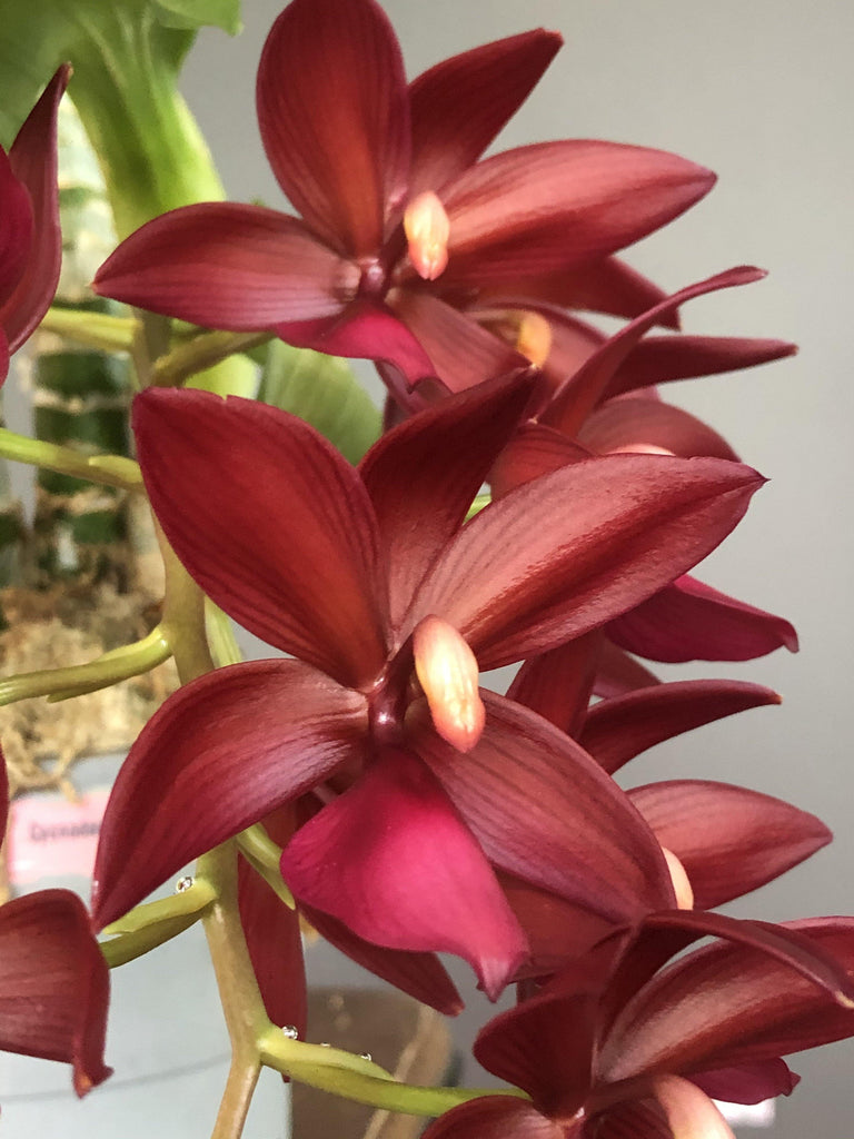 Cycd. Red Wine Delight - Roehampton Orchids