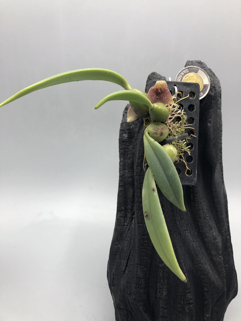 Bulbo. trias picta - Roehampton Orchids