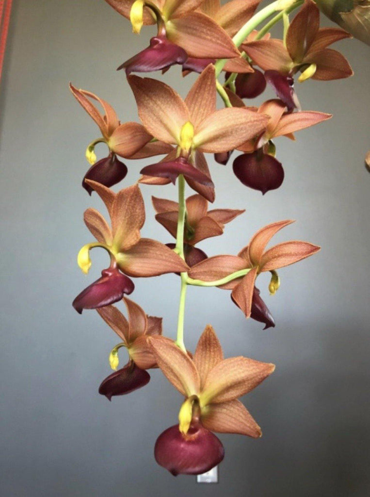 Cycd. Taiwan Gold Orange - Roehampton Orchids