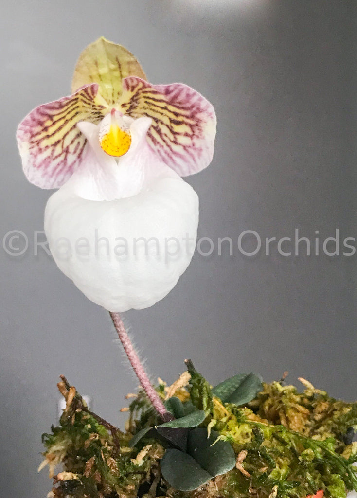 Paph. micranthum var eburneum - Roehampton Orchids