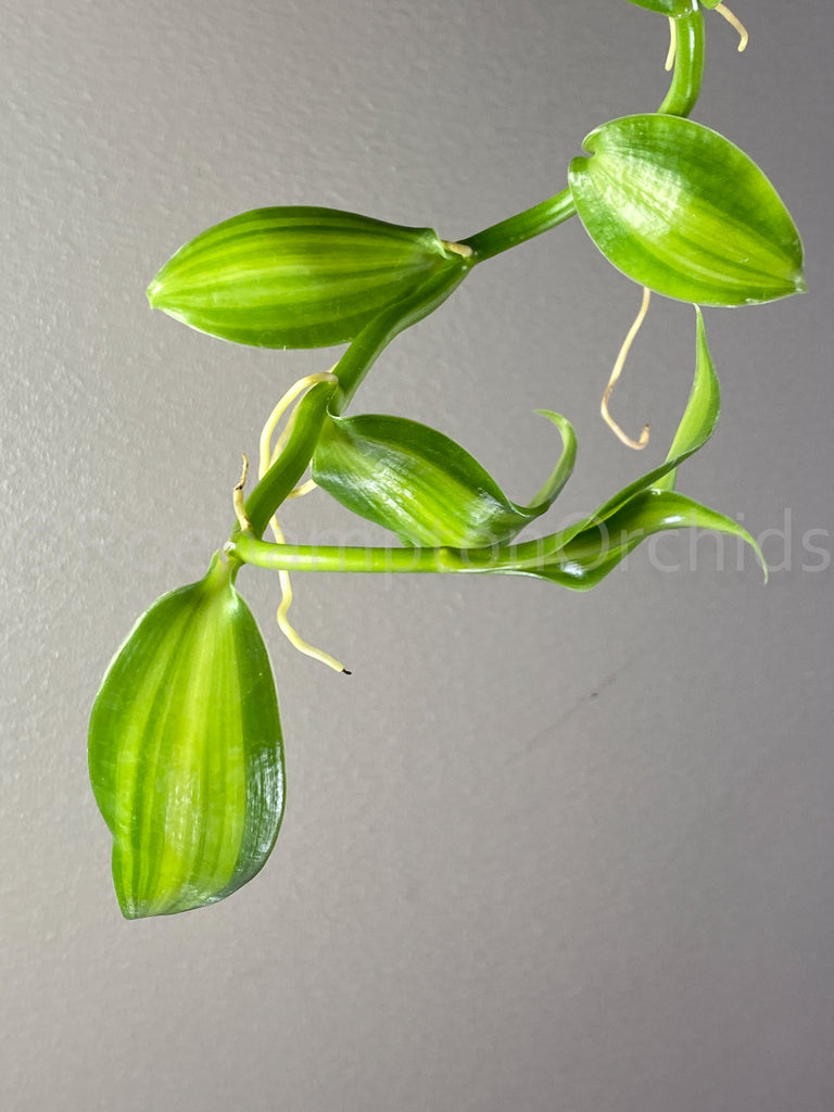 Variegated Vanilla (Vanilla planifolia variegata) - Roehampton Orchids, rare hard to find unique , cattleya, phalaenopsis, jewels, terrarium, vivarium plants