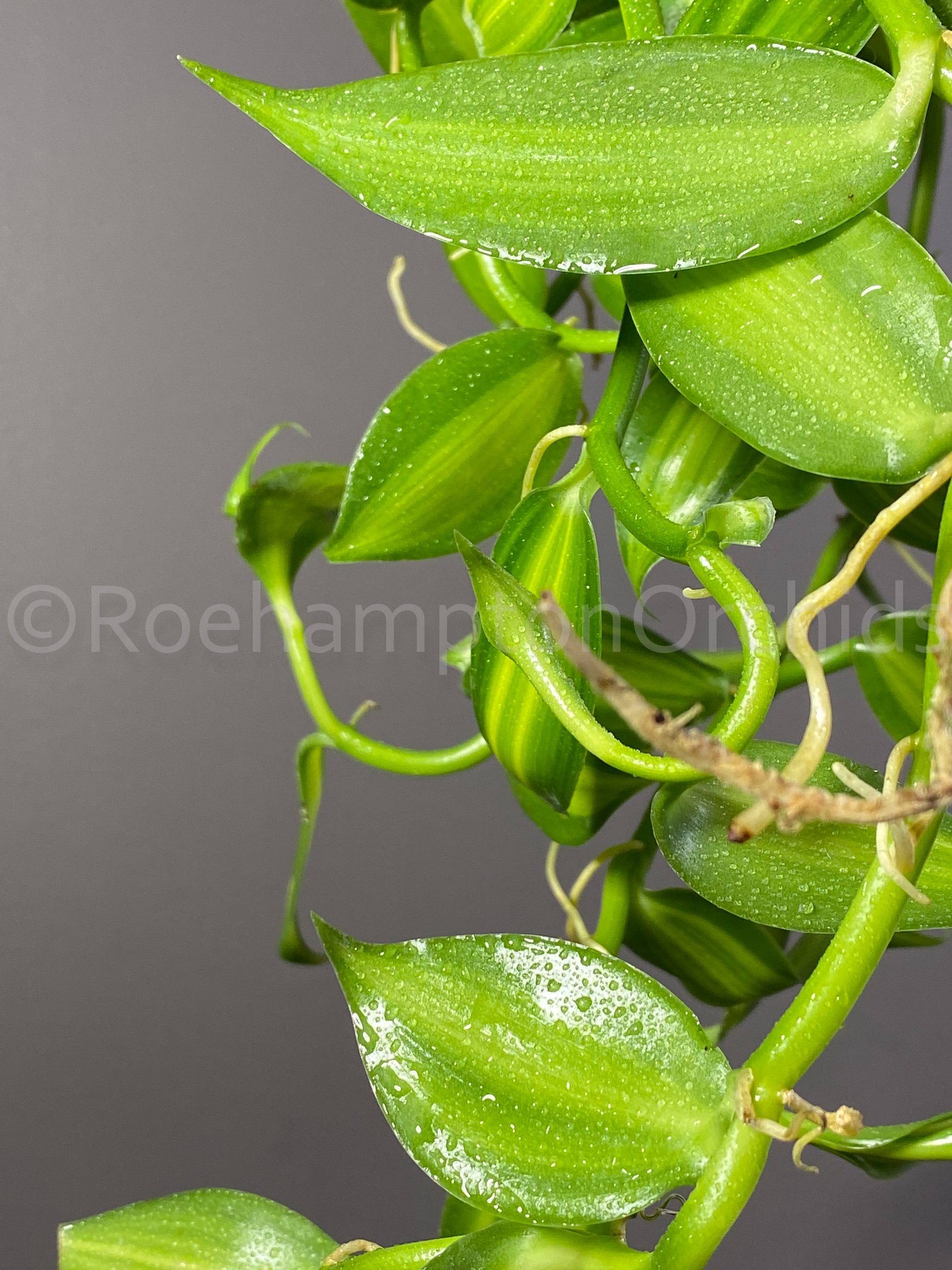 Vanilla planifolia variegata – Roehampton Orchids