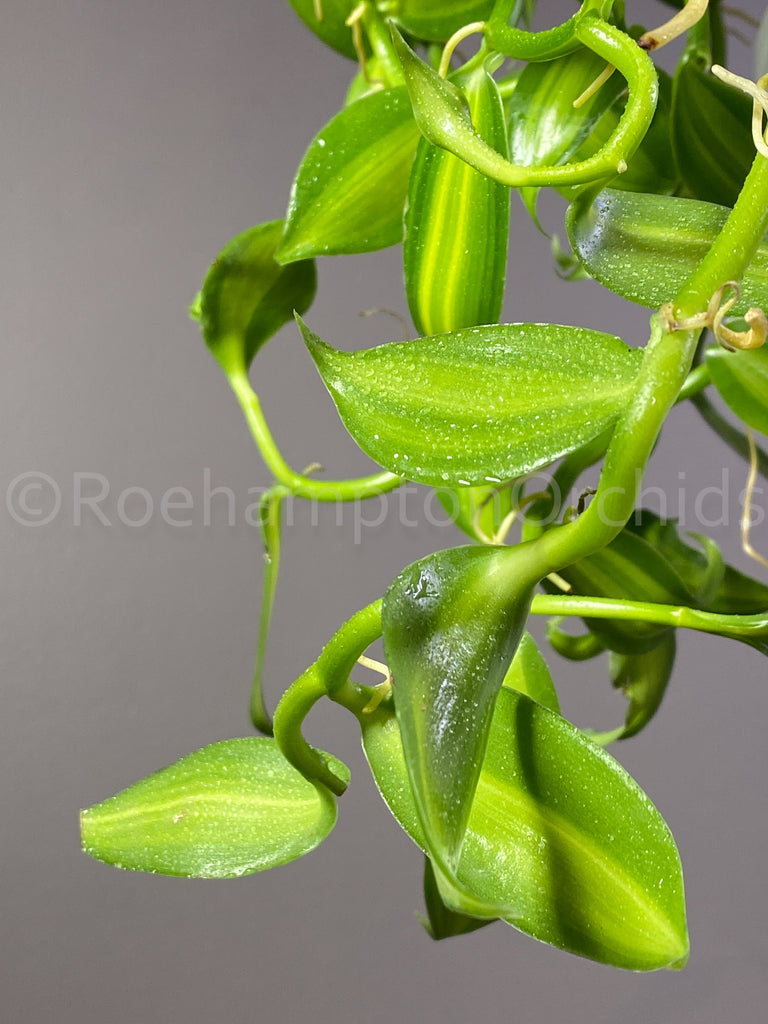 Variegated Vanilla (Vanilla planifolia variegata) - Roehampton Orchids, rare hard to find unique , cattleya, phalaenopsis, jewels, terrarium, vivarium plants
